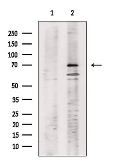 Invitrogen Phospho-SHC (Tyr349, Tyr350) Polyclonal Antibody 100 &mu;L | Buy Online | Invitrogen&trade; | Fisher Scientific