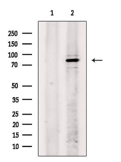 Invitrogen Phospho-SYK (Tyr525, Tyr526) Polyclonal Antibody 100 &mu;L | Buy Online | Invitrogen&trade; | Fisher Scientific