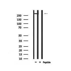 Invitrogen Phospho-ATM (Ser1987) Polyclonal Antibody 100 μL; Unconjugated:Antibodies,