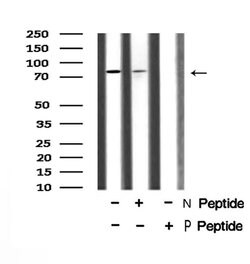Invitrogen Phospho-Mre11 (Ser676) Polyclonal Antibody 100 &mu;L; Unconjugated:Antibodies,