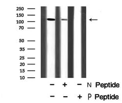 Invitrogen Phospho-MYPT1 (Ser507) Polyclonal Antibody 100 &mu;L; Unconjugated:Antibodies,