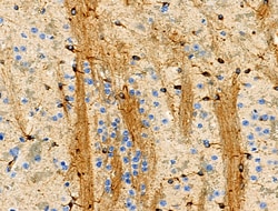 Invitrogen Phospho-BCL-2 (Thr74) Polyclonal Antibody 100 &mu;L; Unconjugated:Antibodies,