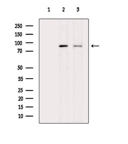 Invitrogen Phospho-DNM1L (Ser616) Polyclonal Antibody 100 &mu;L; Unconjugated:Antibodies,