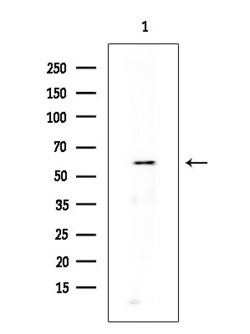 Invitrogen Phospho-DNM1L (Ser616) Polyclonal Antibody 100 &mu;L; Unconjugated:Antibodies,