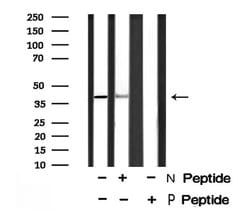 Invitrogen Phospho-eIF2 beta (Ser2) Polyclonal Antibody 100 &mu;L; Unconjugated:Antibodies,