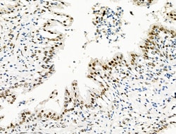 Invitrogen Phospho-EIF6 (Ser235) Polyclonal Antibody 100 &mu;L; Unconjugated:Antibodies,