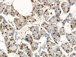 Invitrogen Phospho-EIF6 (Ser235) Polyclonal Antibody 100 &mu;L; Unconjugated:Antibodies,