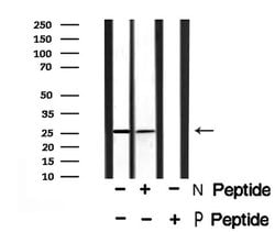 Invitrogen Phospho-EIF6 (Ser235) Polyclonal Antibody 100 &mu;L; Unconjugated:Antibodies,