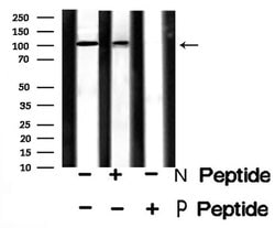 Invitrogen Phospho-GluR2 (Tyr876) Polyclonal Antibody 100 &mu;L; Unconjugated:Antibodies,