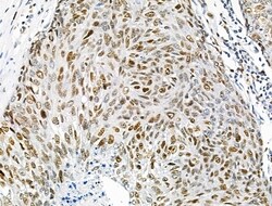 Invitrogen Phospho-INCENP (Thr59) Polyclonal Antibody 100 &mu;L; Unconjugated:Antibodies,