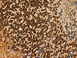 Invitrogen Phospho-INCENP (Thr59) Polyclonal Antibody 100 &mu;L; Unconjugated:Antibodies,