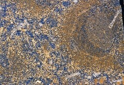 Phospho-IRF7 (Ser477) Polyclonal Antibody:Antibodies, Polyclonal