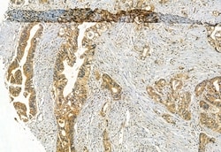 Phospho-IRF7 (Ser477) Polyclonal Antibody:Antibodies, Polyclonal