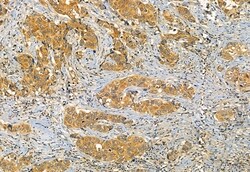 Phospho-IRF7 (Ser477) Polyclonal Antibody:Antibodies, Polyclonal