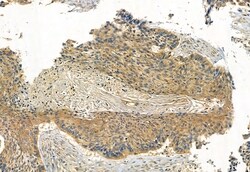 Phospho-IRF7 (Ser477) Polyclonal Antibody:Antibodies, Polyclonal