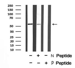 Phospho-IRF7 (Ser477) Polyclonal Antibody:Antibodies, Polyclonal