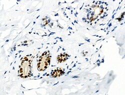 Invitrogen Phospho-MCM2 (Ser27) Polyclonal Antibody 100 &mu;L; Unconjugated:Antibodies,