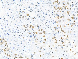 Invitrogen Phospho-MCM2 (Ser27) Polyclonal Antibody 100 &mu;L; Unconjugated:Antibodies,