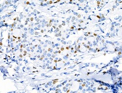 Invitrogen Phospho-MCM2 (Ser27) Polyclonal Antibody 100 &mu;L; Unconjugated:Antibodies,