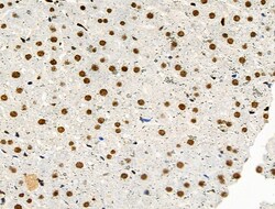 Invitrogen Phospho-MCM2 (Ser27) Polyclonal Antibody 100 &mu;L; Unconjugated:Antibodies,