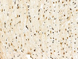 Invitrogen Phospho-MCM2 (Ser27) Polyclonal Antibody 100 &mu;L; Unconjugated:Antibodies,