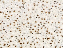 Invitrogen Phospho-MCM2 (Ser27) Polyclonal Antibody 100 &mu;L; Unconjugated:Antibodies,