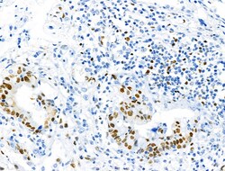 Invitrogen Phospho-MCM2 (Ser27) Polyclonal Antibody 100 &mu;L; Unconjugated:Antibodies,
