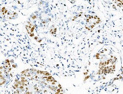 Invitrogen Phospho-MCM2 (Ser27) Polyclonal Antibody 100 &mu;L; Unconjugated:Antibodies,