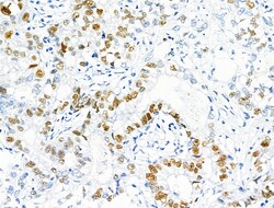 Invitrogen Phospho-MCM2 (Ser27) Polyclonal Antibody 100 &mu;L; Unconjugated:Antibodies,