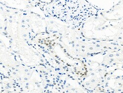 Invitrogen Phospho-MCM2 (Ser27) Polyclonal Antibody 100 &mu;L; Unconjugated:Antibodies,