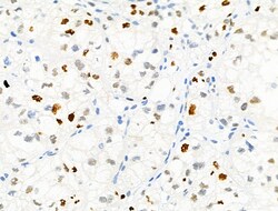 Invitrogen Phospho-MCM2 (Ser27) Polyclonal Antibody 100 &mu;L; Unconjugated:Antibodies,