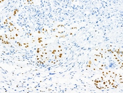 Invitrogen Phospho-MCM2 (Ser27) Polyclonal Antibody 100 &mu;L; Unconjugated:Antibodies,