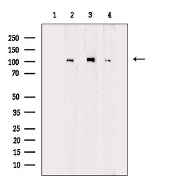 Invitrogen Phospho-MCM2 (Ser27) Polyclonal Antibody 100 &mu;L; Unconjugated:Antibodies,