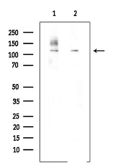 Invitrogen Phospho-MCM2 (Ser27) Polyclonal Antibody 100 &mu;L; Unconjugated:Antibodies,