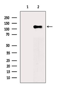 Invitrogen Phospho-MCM2 (Ser27) Polyclonal Antibody 100 &mu;L; Unconjugated:Antibodies,