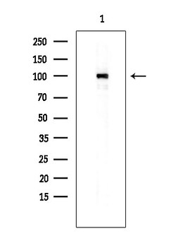 Invitrogen Phospho-MCM2 (Ser27) Polyclonal Antibody 100 &mu;L; Unconjugated:Antibodies,