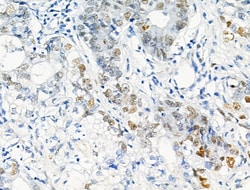 Invitrogen Phospho-MCM2 (Ser53) Polyclonal Antibody 100 μL; Unconjugated:Antibodies,
