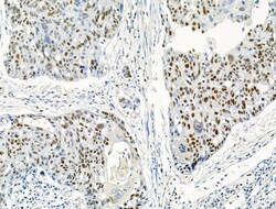 Invitrogen Phospho-MCM2 (Ser53) Polyclonal Antibody 100 μL; Unconjugated:Antibodies,