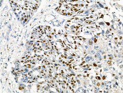 Invitrogen Phospho-MCM2 (Ser53) Polyclonal Antibody 100 μL; Unconjugated:Antibodies,