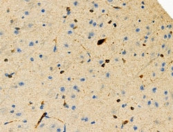 Invitrogen Phospho-MCM2 (Ser53) Polyclonal Antibody 100 μL; Unconjugated:Antibodies,