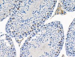 Invitrogen Phospho-MCM2 (Ser53) Polyclonal Antibody 100 μL; Unconjugated:Antibodies,