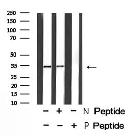 Invitrogen Phospho-MyD88 (Tyr257) Polyclonal Antibody 100 &mu;L; Unconjugated:Antibodies,