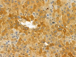 Invitrogen Phospho-Nudel (Thr219) Polyclonal Antibody 100 μL; Unconjugated:Antibodies,