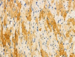 Invitrogen Phospho-Nudel (Thr219) Polyclonal Antibody 100 μL; Unconjugated:Antibodies,