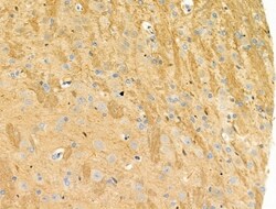 Invitrogen Phospho-Nudel (Thr219) Polyclonal Antibody 100 μL; Unconjugated:Antibodies,