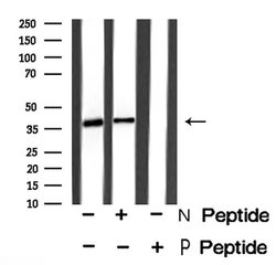 Invitrogen Phospho-Nudel (Thr219) Polyclonal Antibody 100 μL; Unconjugated:Antibodies,