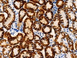 Invitrogen Phospho-NDRG1 (Ser330) Polyclonal Antibody 100 &mu;L; Unconjugated:Antibodies,