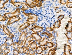Invitrogen Phospho-NDRG1 (Ser330) Polyclonal Antibody 100 &mu;L; Unconjugated:Antibodies,