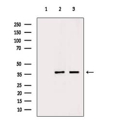 Invitrogen Phospho-NPM1 (Ser70) Polyclonal Antibody 100 μL; Unconjugated:Antibodies,