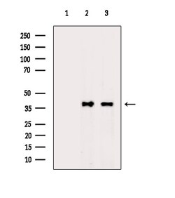 Invitrogen Phospho-NPM1 (Ser70) Polyclonal Antibody 100 μL; Unconjugated:Antibodies,